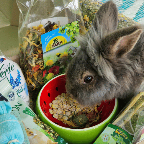 Kaninchen frisst aus der Mümmelbox