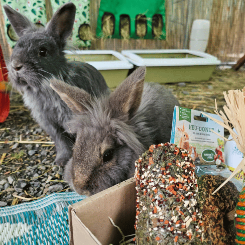 Kaninchen hinter einer Box