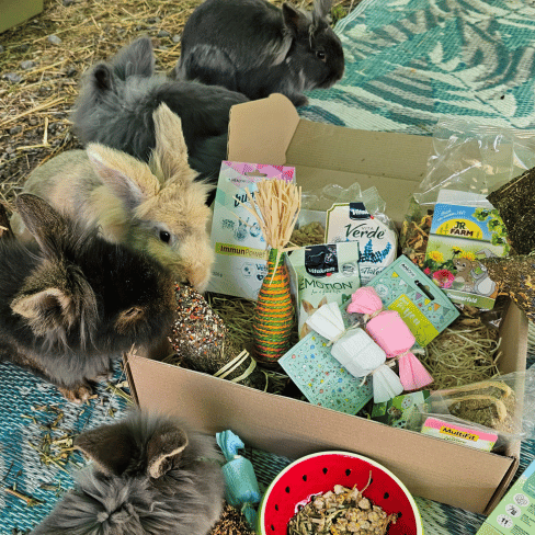 Kaninchen spielen mit Fressnapf Mümmelbox