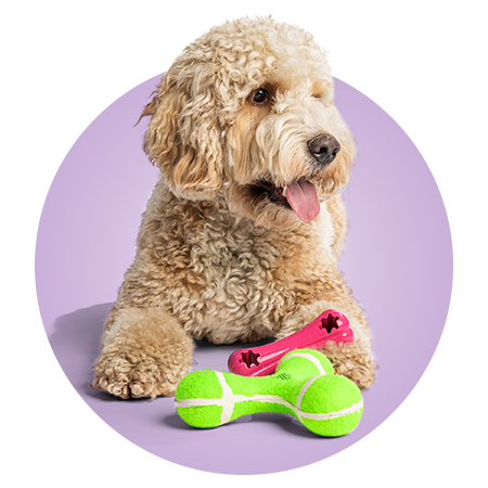 Hund auf lila Hintergrund mit Spielzeug